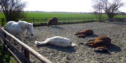 Wir nennen es Reitplatz, die Pferde nennen es Schlafplatz!